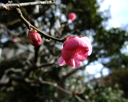 110130DSCF2045.jpg